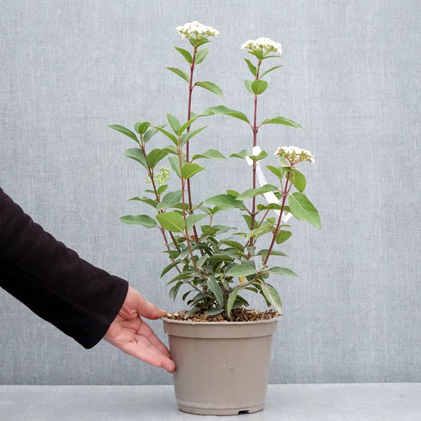 Example of Laurier Tin - Viburnum tinus Giganteum Pot van 3 l/4 l as you get in printemps