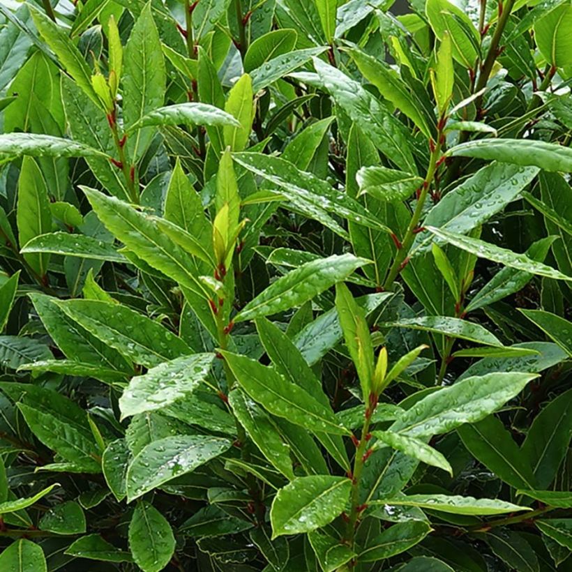 Laurus nobilis Little Ragu - Laurier (Foliage)