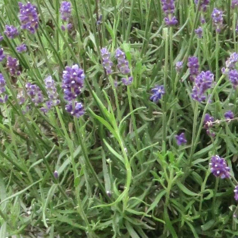 Lavandula angustifolia Bleu de Gien - Echte lavendel (Blad)