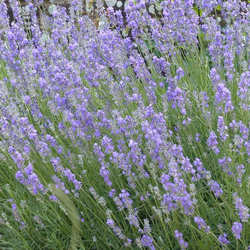 Lavendel Munstead - Lavandula angustifolia (Flowering)