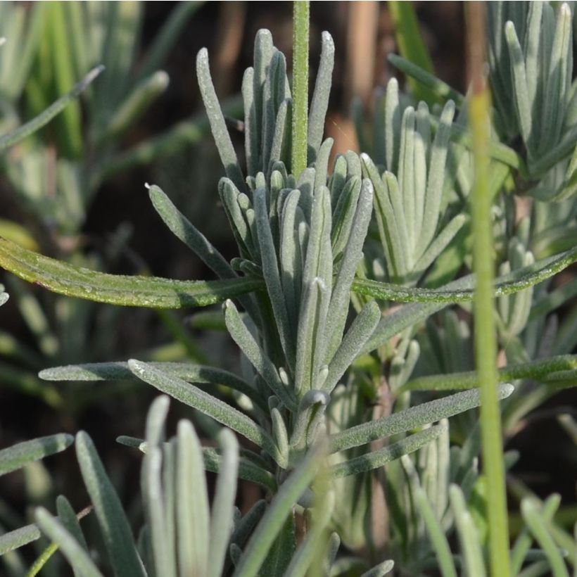 Lavendel Munstead - Lavandula angustifolia (Foliage)