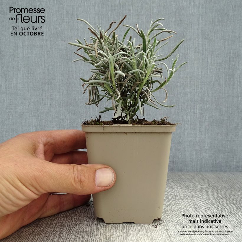 Exemplaar van Lavendel Silbermöwe - Lavandula angustifolia Kweekpotje van 8/9 cm zoals geleverd in de herfst