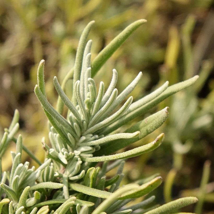 Lavandula angustifolia Arctic Snow - Echte lavendel (Blad)