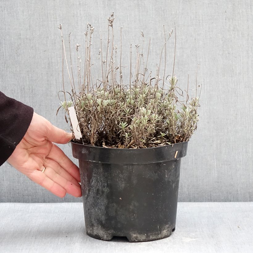 Exemplaar van Lavandula angustifolia Arctic Snow - Echte lavendel Pot van 2 l/3 l zoals geleverd in de winter