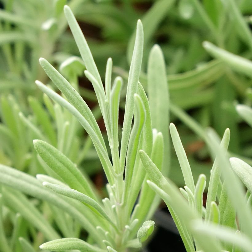 Spijklavendel - Lavandula latifolia (Blad)