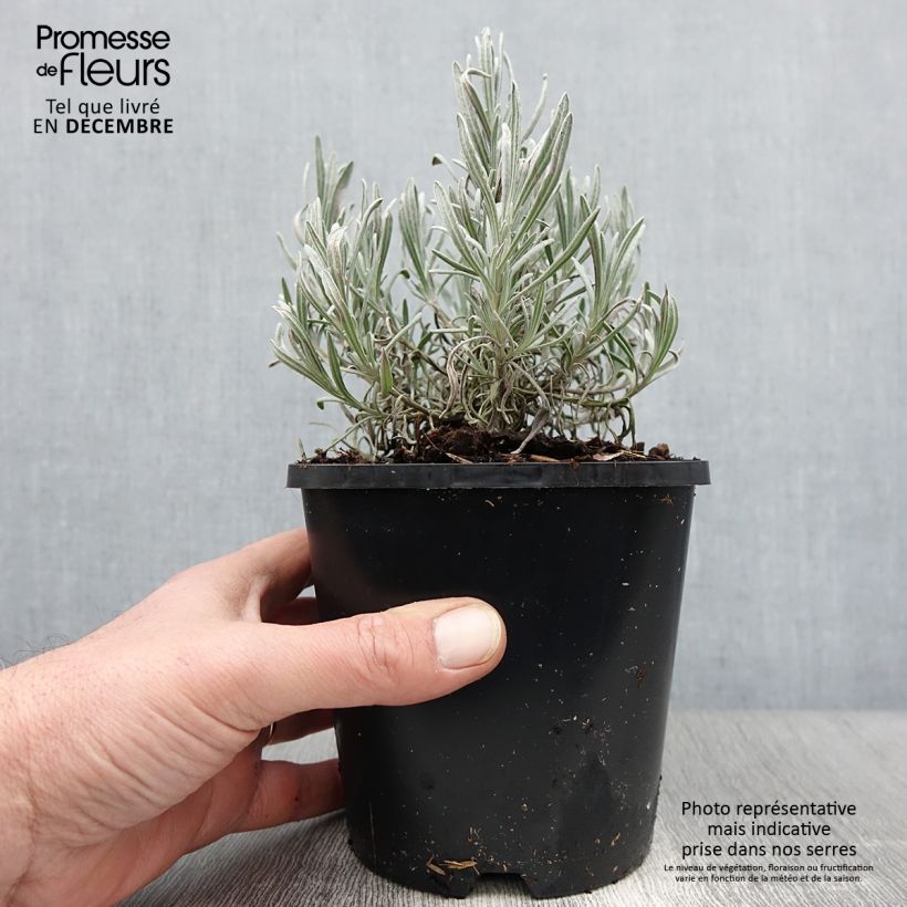 Exemplaar van Lavandin Edelweiss - Lavandula intermedia Pot van 1,5 l/2 l zoals geleverd in de herfst
