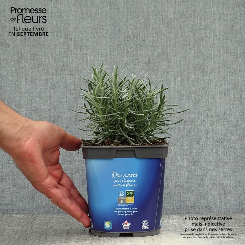 Exemplaar van Lavandin Grosso - Lavandula intermedia Pot van 2 l/3 l zoals geleverd in de herfst