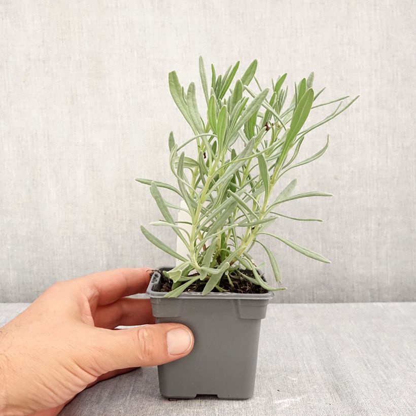 Example of Lavandula intermedia Sensational! - Lavandin Kweekpotje van 8/9 cm as you get in automne