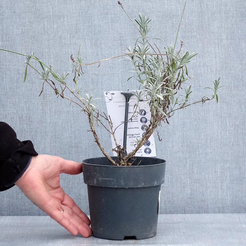 Example of Lavandula intermedia Sensational! - Lavandin Pot van 2 l/3 l as you get in hiver