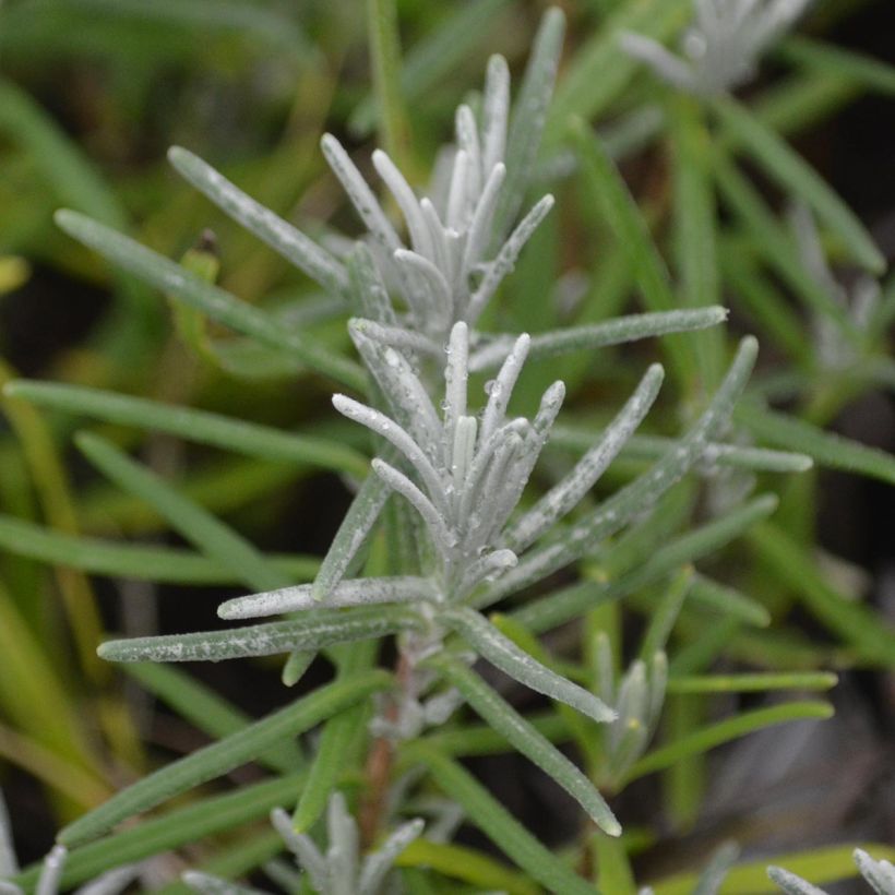 Lavandula angustifolia Dwarf Blue - Echte lavendel (Foliage)