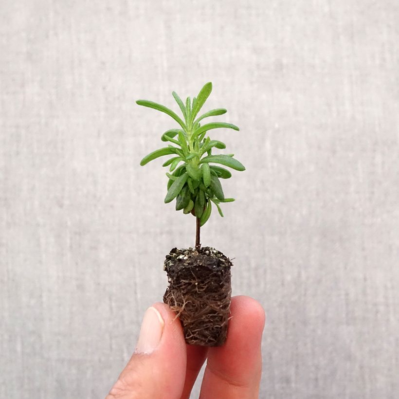 Exemplaar van Lavandula stoechas Bandera Deep Purple - Kuiflavendel Mini-mot Ø 1,5/2,5 cm zoals geleverd in de herfst