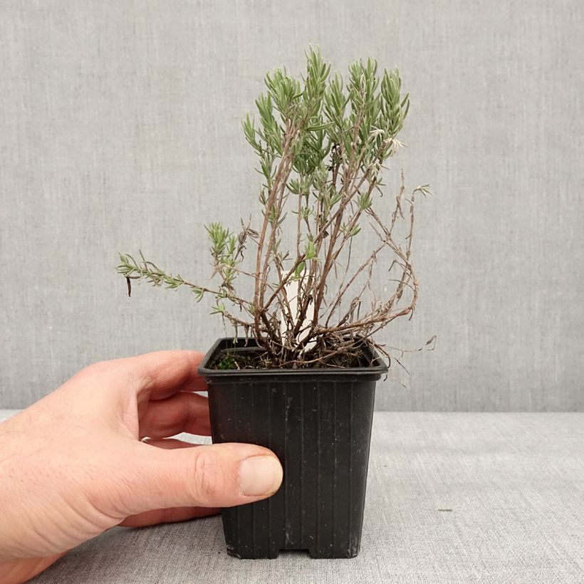 Example of Lavande papillon The Princess Kweekpotje van 8/9 cm as you get in hiver