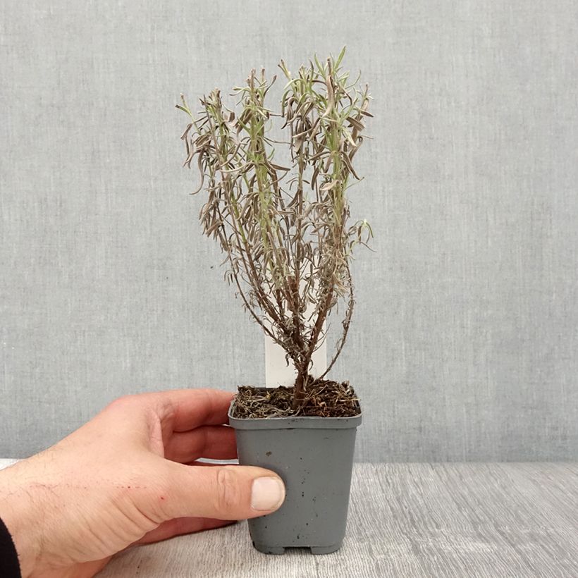 Exemplaar van Lavandula stoechas The Princess - Kuiflavendel Kweekpotje van 8/9 cm zoals geleverd in de lente