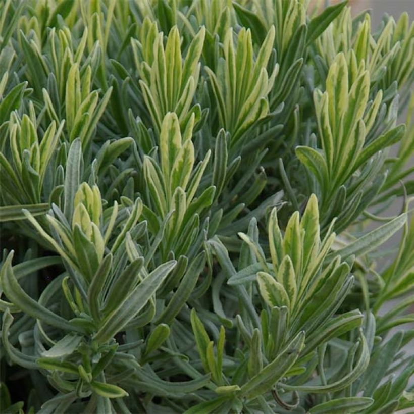 Lavandin Platinum Blonde - Lavandula intermedia (Foliage)