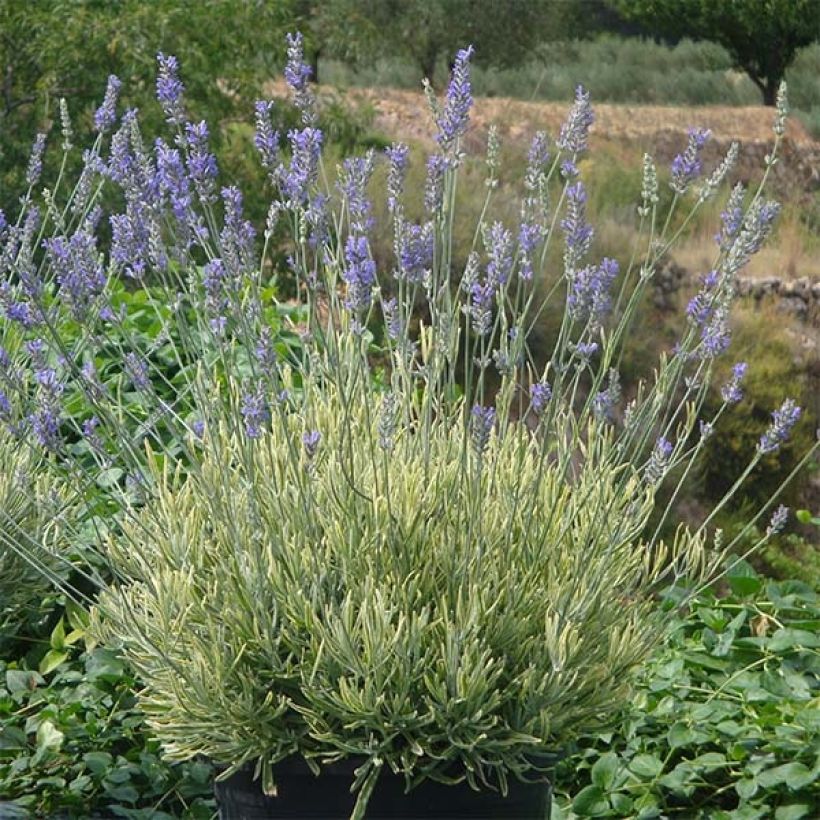 Lavandin Platinum Blonde - Lavandula intermedia (Plant habit)