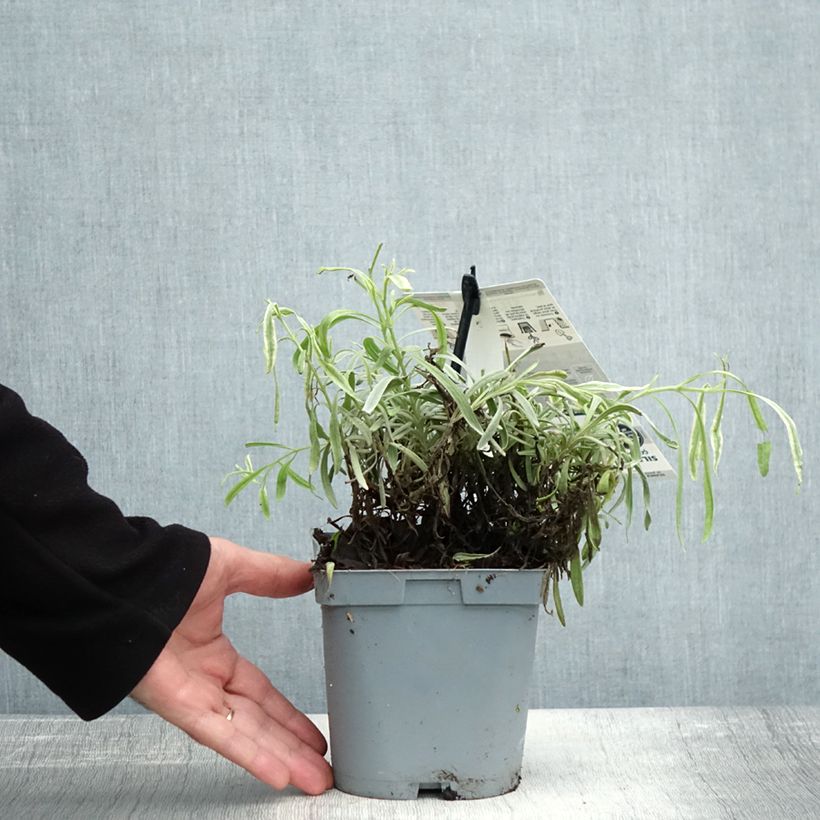 Exemplaar van Lavandin Platinum Blonde - Lavandula intermedia Pot van 1,5 l/2 l zoals geleverd in de herfst