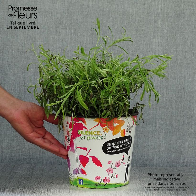 Exemplaar van Lavandin Platinum Blonde - Lavandula intermedia Pot van 4 l/5 l zoals geleverd in de herfst
