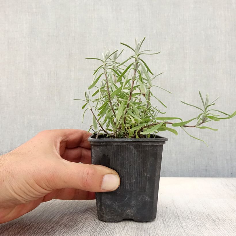 Exemplaar van Lavandula angustifolia Hidcote - Echte lavendel Kweekpotje van 7/8 cm zoals geleverd in de herfst