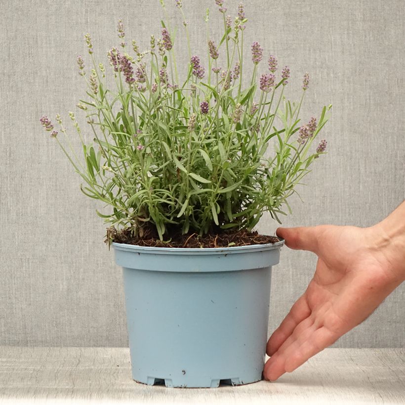 Exemplaar van Lavandula angustifolia Hidcote - Echte lavendel Pot van 3 l/4 l zoals geleverd in de zomer
