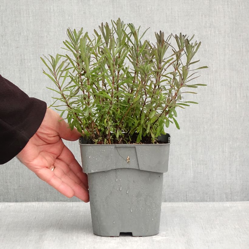 Exemplaar van Lavandula angustifolia Rosea - Echte lavendel Pot van 2 l/3 l zoals geleverd in de herfst