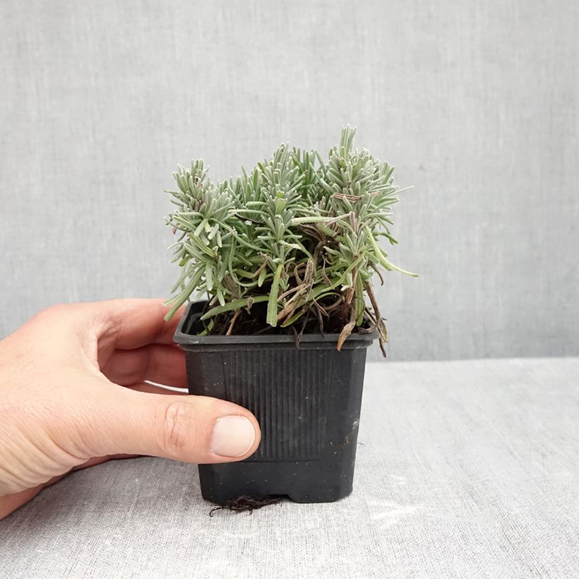 Example of Lavandula angustifolia Loddon Pink - Echte lavendel Kweekpotje van 8/9 cm as you get in automne