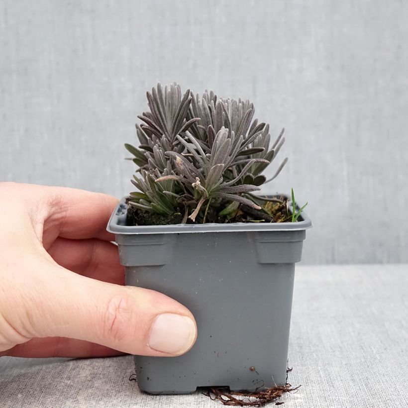 Exemplaar van Lavandula angustifolia Loddon Pink - Echte lavendel Kweekpotje van 8/9 cm zoals geleverd in de winter