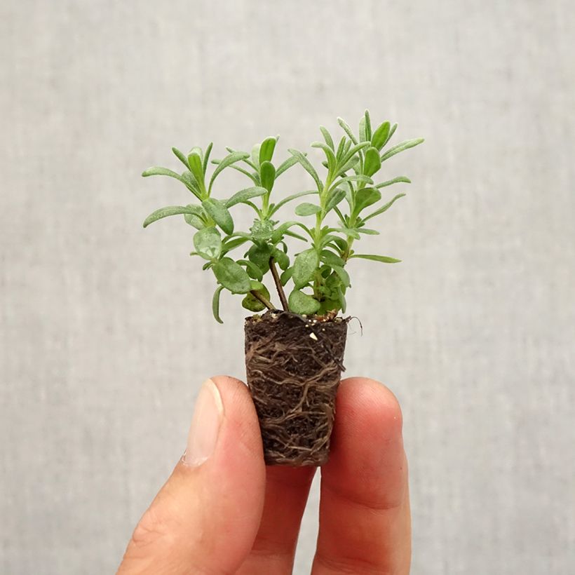 Exemplaar van Lavandula angustifolia Montagnac Purple - Echte lavendel Mini-mot Ø 1,5/2,5 cm zoals geleverd in de herfst