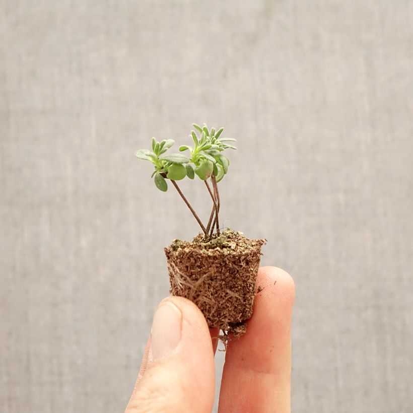 Exemplaar van Lavandula angustifolia Montagnac White - Echte lavendel Mini-mot Ø 1,5/2,5 cm zoals geleverd in de lente