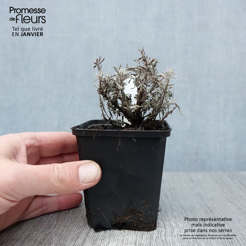 Example of Lavandula angustifolia Essence Purple - Lavande vraie Kweekpotje van 8/9 cm as you get in hiver