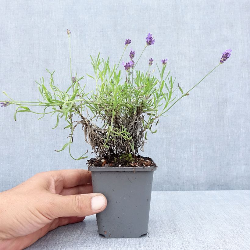 Exemplaar van Lavandula angustifolia Twickel Purple - Echte lavendel Kweekpotje van 8/9 cm zoals geleverd in de zomer