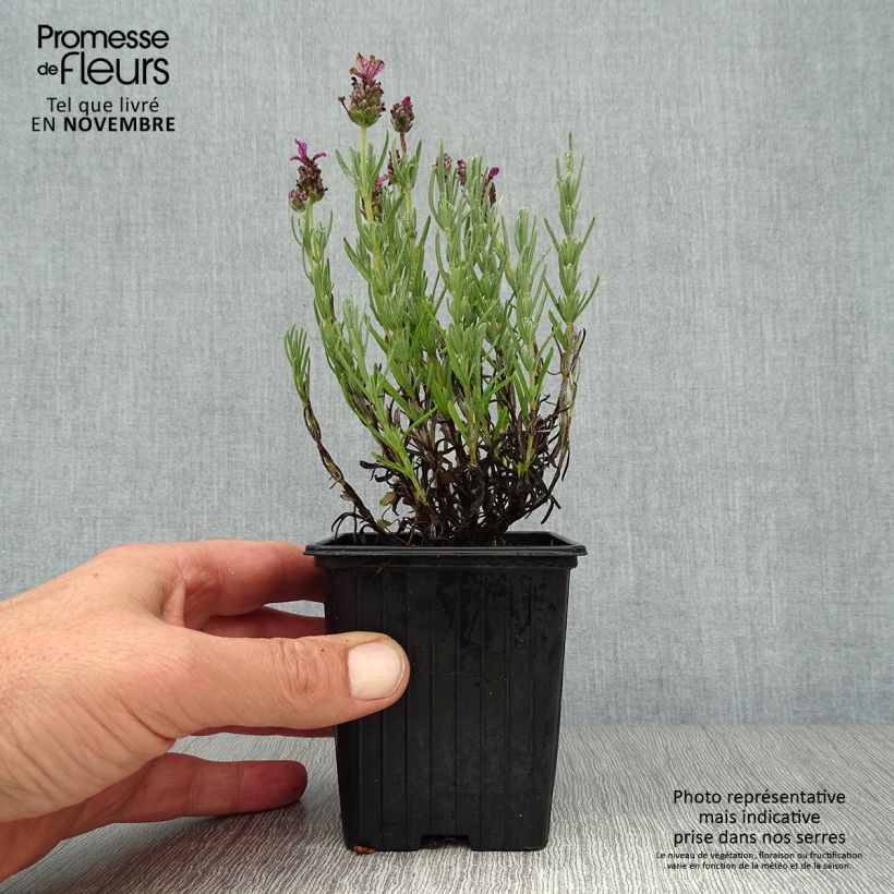 Exemplaar van Lavandula stoechas Magical Posy Pink - Kuiflavendel Kweekpotje van 8/9 cm zoals geleverd in de herfst