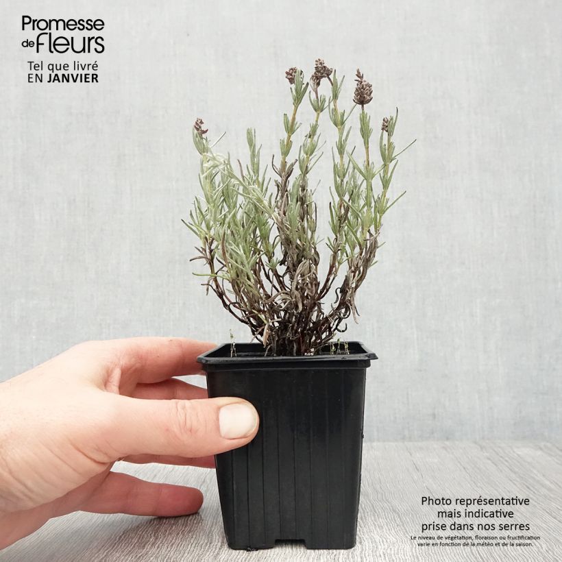 Example of Lavandula stoechas Magical Posy Pink - Kuiflavendel Kweekpotje van 8/9 cm as you get in hiver