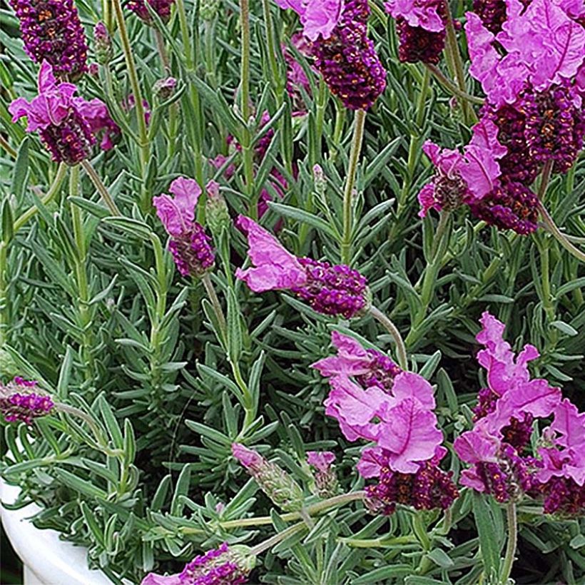 Lavandula stoechas The Princess - Kuiflavendel (Foliage)