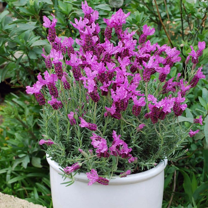 Lavandula stoechas The Princess - Kuiflavendel (Plant habit)