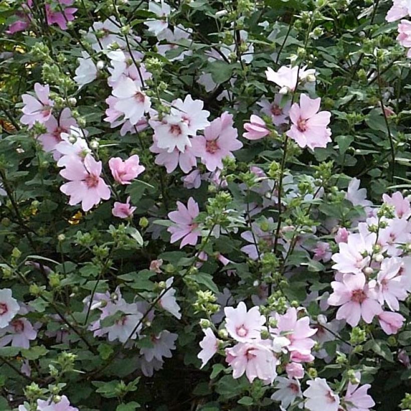 Lavatera Barnsley Baby - Struikmalva (Flowering)