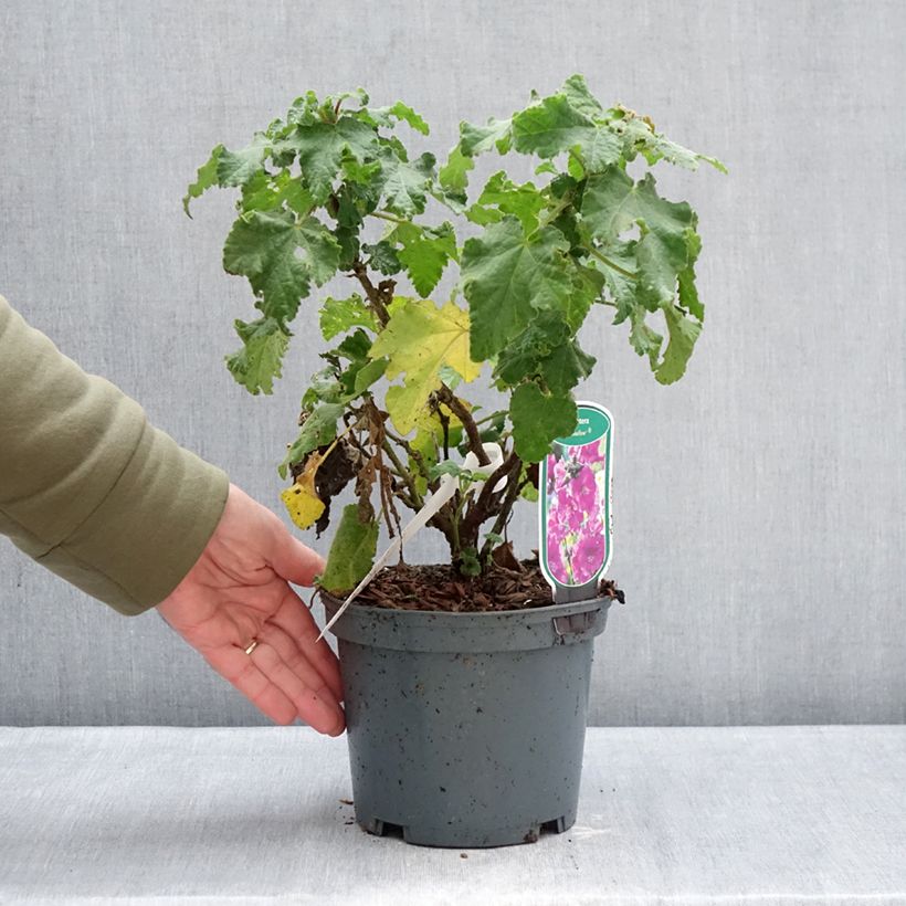 Exemplaar van Lavatera clementii Chamallow - Struikmalva Pot van 3 l/4 l zoals geleverd in de winter