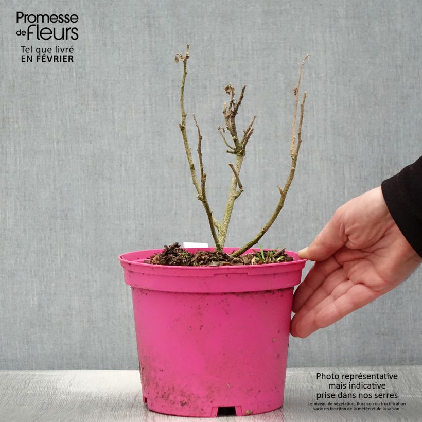 Exemplaar van Malva subovata Princesse de Ligne - Struikmalva Pot van 3 l/4 l zoals geleverd in de winter