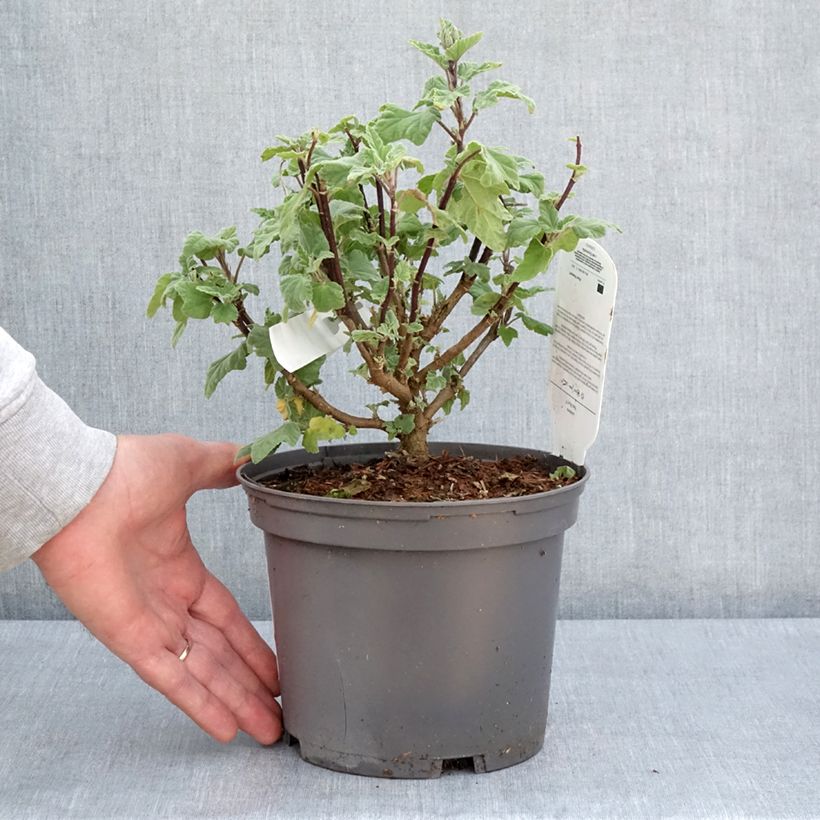 Exemplaar van Lavatera thuringiaca Red Rum - Struikmalva Pot van 2 l/3 l zoals geleverd in de lente