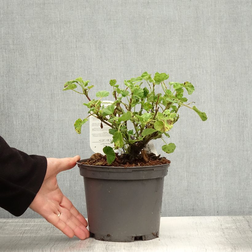 Exemplaar van Lavatère - Lavatera Barnsley Baby Pot de 2L/3L zoals geleverd in de herfst