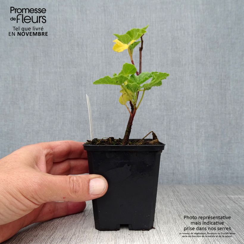 Exemplaar van Lavatera Blushing Bride – Struikmalva Kweekpotje van 8/9 cm zoals geleverd in de herfst