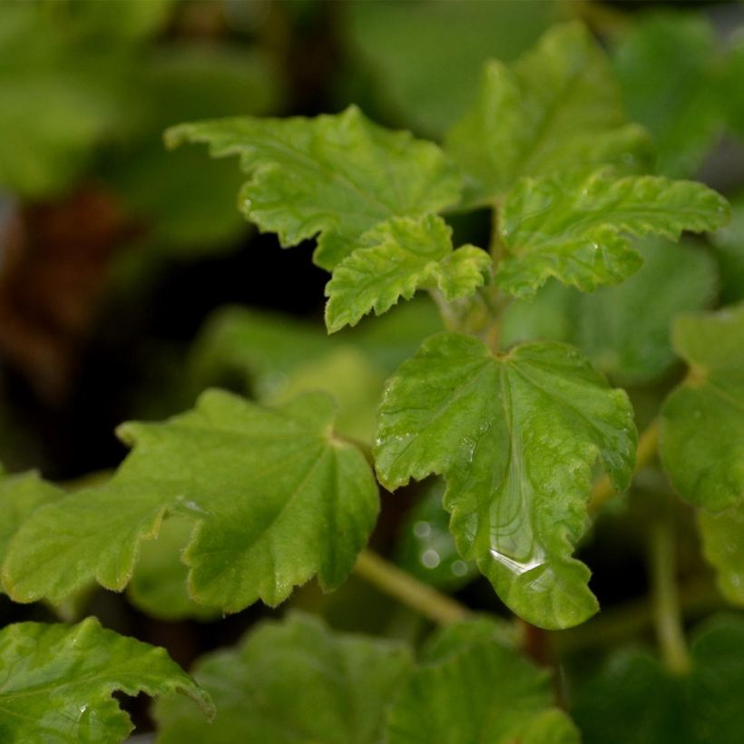 Lavatera Burgundy Wine – Struikmalva (Foliage)