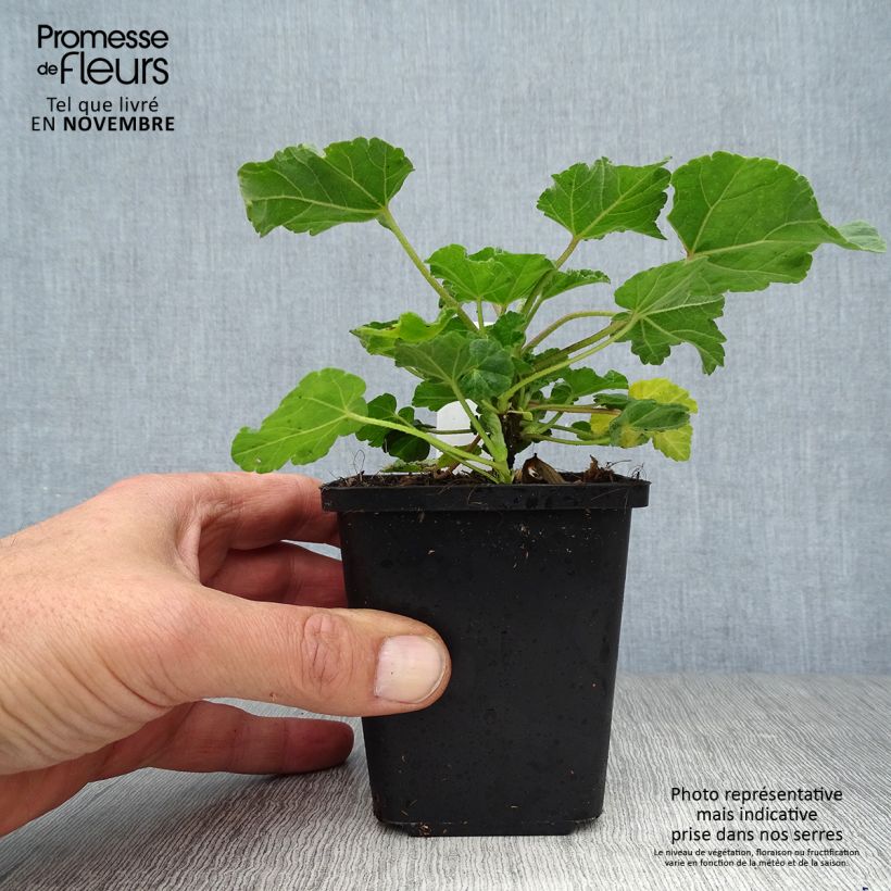 Exemplaar van Lavatera Burgundy Wine – Struikmalva Kweekpotje van 8/9 cm zoals geleverd in de herfst