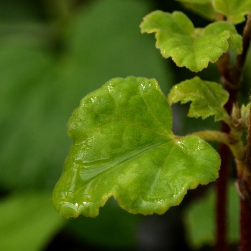 Lavatera Candy Floss – Struikmalva (Foliage)