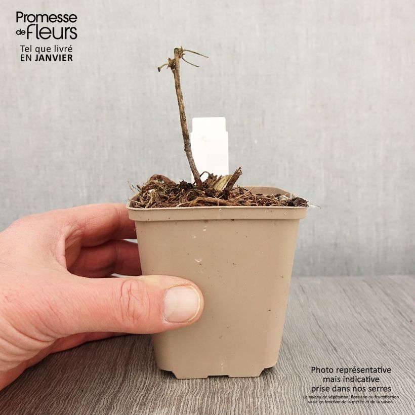 Example of Lavatère - Lavatera White Angel Kweekpotje van 8/9 cm as you get in hiver