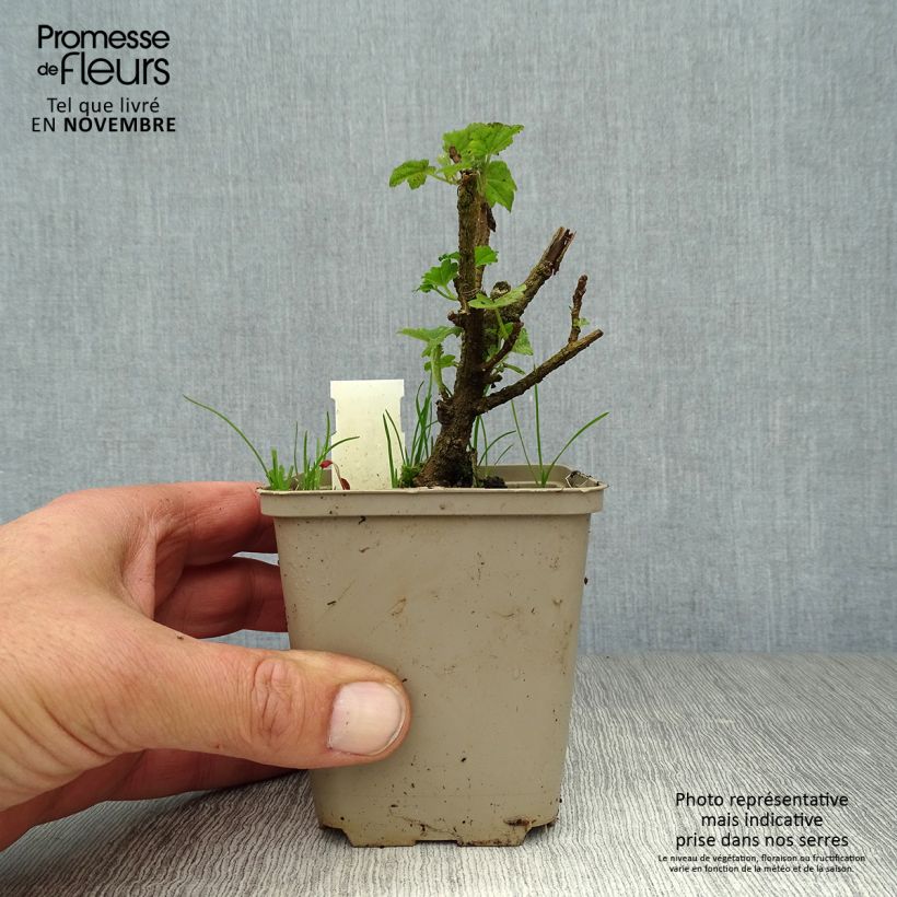 Exemplaar van Lavatera maritima Bicolor - Struikmalva Kweekpotje van 8/9 cm zoals geleverd in de herfst