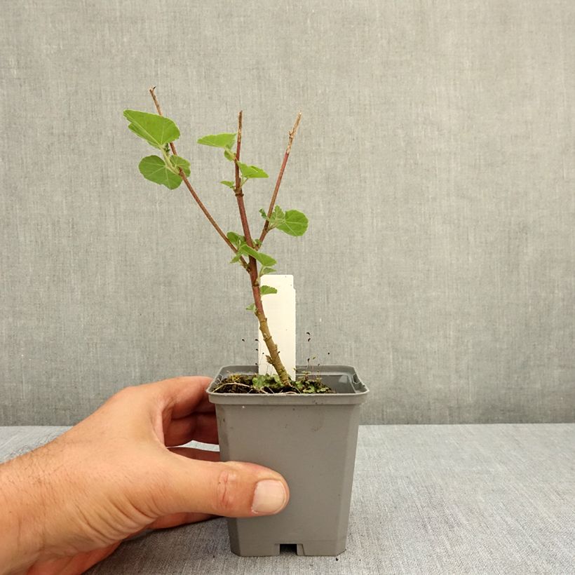 Exemplaar van Lavatera thuringiaca Bredon Springs - Struikmalva Kweekpotje van 8/9 cm zoals geleverd in de zomer