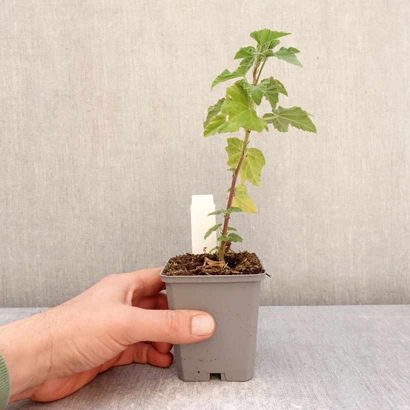 Exemplaar van Lavatera thuringiaca Bredon Springs - Struikmalva Kweekpotje van 8/9 cm zoals geleverd in de winter