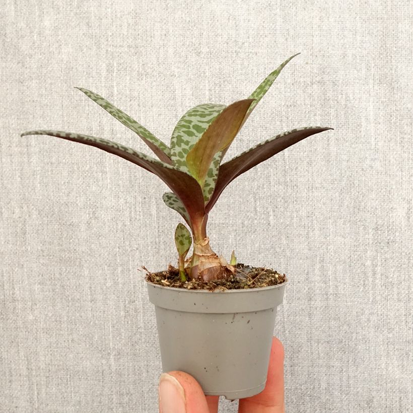 Example of Ledebouria socialis - Zilverkruid Mini-plante as you get in printemps