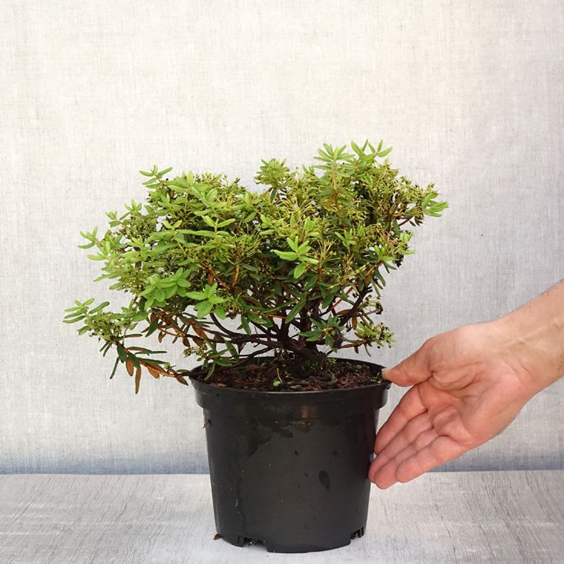 Exemplaar van Ledum groenlandicum Helma - Labrador-thee Pot van 2 l/3 l zoals geleverd in de zomer