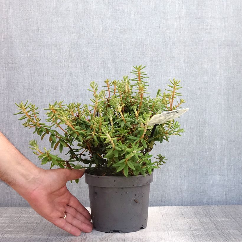 Exemplaar van Ledum groenlandicum Compactum - Moerasrozemarijn Pot van 2 l/3 l zoals geleverd in de zomer